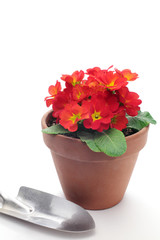 植木鉢の赤い花とシャベル