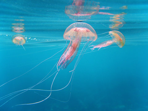  jellyfish Pelagia Noctiluca with reflection under water surface, Mediterranean sea, Azure coast, French riviera, Var, France