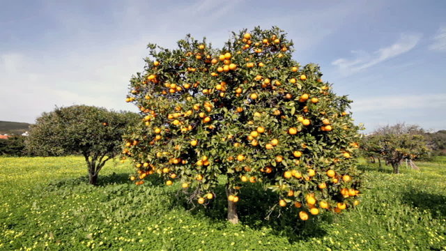 Orange tree full of oranges in Portugal in springtime