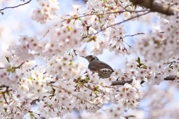桜とヒヨドリ（Cherry blossoms & Bulbul)