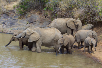 Herd of African Elephants drinking at a river