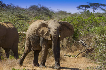 Bull African Elephant