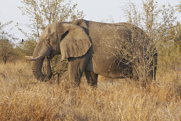 Obraz premium African elephant browsing in dry veldt