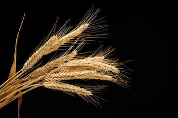 wheat isolated on black background