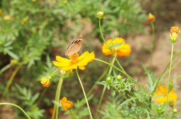 Butterfly on orange cosmos flower