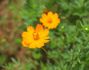 Beautiful orange cosmos flower