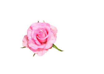 Beautiful pink rose isolated on white
