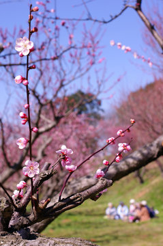 梅の花とお花見