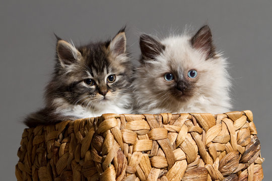 Zwei kleine Katzen im Korb