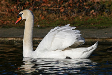 swan on lake