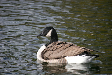 canada goose