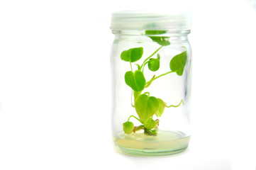 Plant grow in bottle