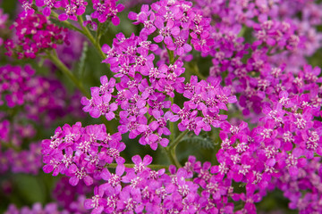 pink little flowers