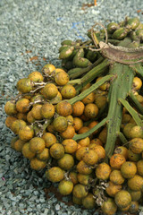 Betel-Nut Crop