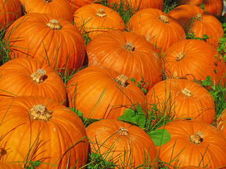 Colorful pumpkins