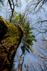 Penrhos Country park