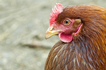 Huhn