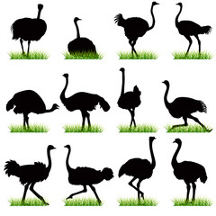 Ostrich silhouettes set