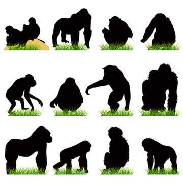 Monkeys silhouettes set