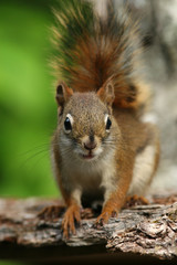 Red Squirrel (Tamiasciurus hudsonicus) - Ontario, Canada