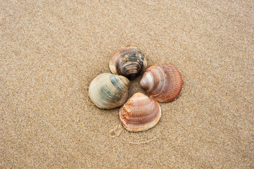 Detail von Muscheln am Strand