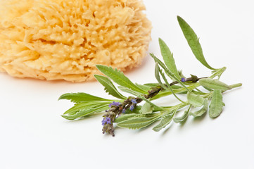Lavendel und Naturschwamm, isoliert