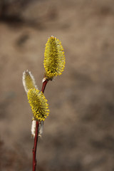 The dismissed yellow kidney of a plant