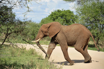 Elefant