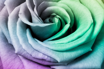 Fototapeta premium multicolor rose