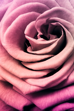 Fototapeta multicolor rose
