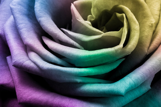 Fototapeta multicolor rose