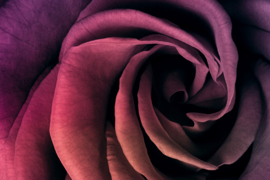 Fototapeta multicolor rose