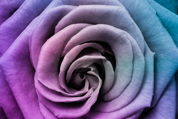 Naklejka premium multicolor rose