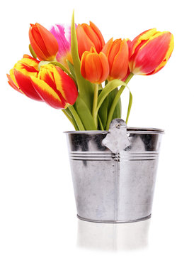 Fresh spring tulips in bucket