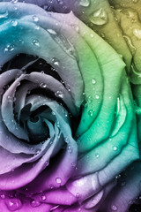 Obraz premium multicolor rose