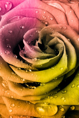 Obraz premium multicolor rose