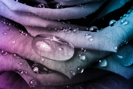 Fototapeta multicolor rose