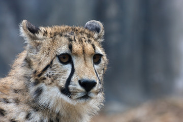 Cheetah © Lubos Chlubny