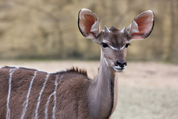 Fototapeta premium Kudu antelope