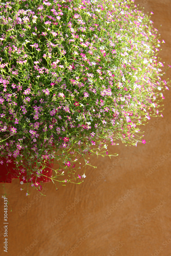 Wall mural gypsophila