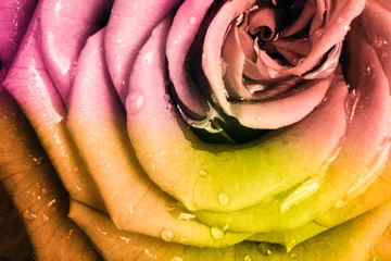 Fotobehang multicolor rose © kubais