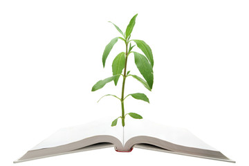 magic book with green tree