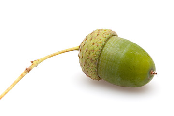 Green acorn