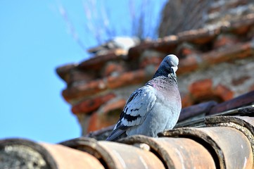 Piccione su un cornicione © photoiron