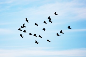 Birds