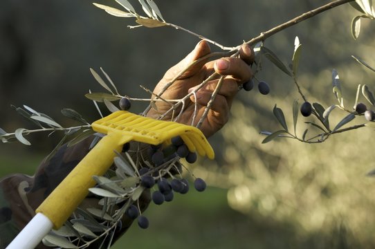 raccolta