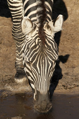 Zebra drinking waterz