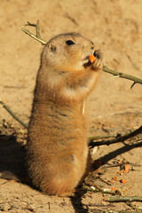 Prairie dog standing upright and eating