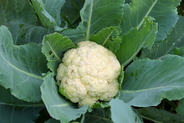 Cauliflower