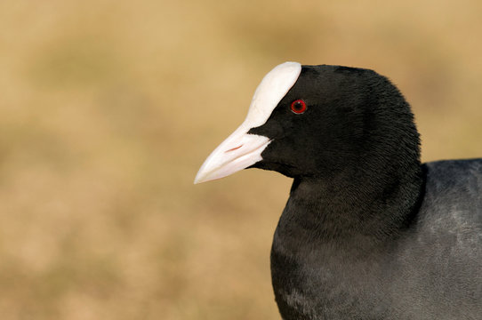 Wsserhuhn